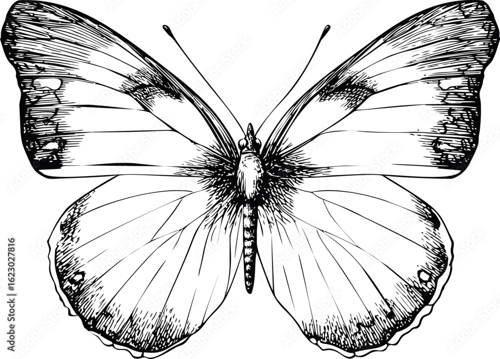Obraz premium Intricate black and white butterfly illustration with detailed wing patterns. Vector illustration