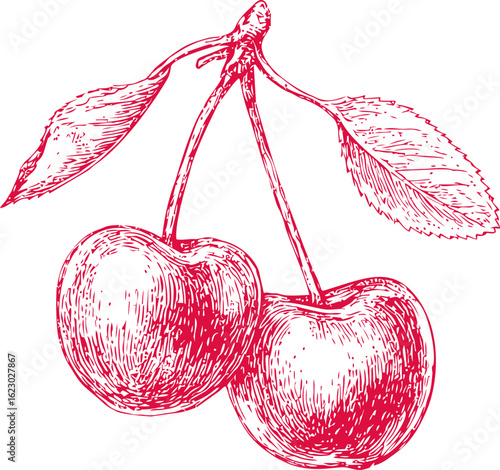 Detailed red sketch of two cherries with leaves. Vector illustration