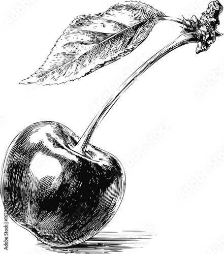 Detailed black and white sketch of cherry with leaf, intricate line art design. Vector illustration