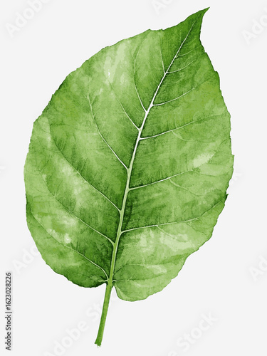 Viridescent Veil leaf green isolated watercolor vector illustration svg