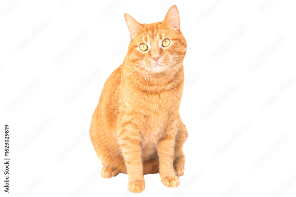 Red domestic cat isolated on white background Red domestic cat isolated on white background