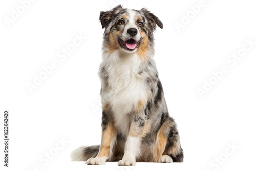 Happy australian shepherd dog sitting isolated on transparent background