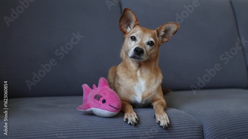 Curious small brown dog lounging peacefully on gray sofa, resting beside pink shark plush while tilting head at viewer with adorable, attentive expression