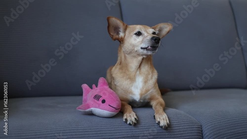 Cute brown small dog resting comfortably on soft gray sofa, contentedly receiving treat from owner while pink shark plush toy sits nearby during relaxing moment