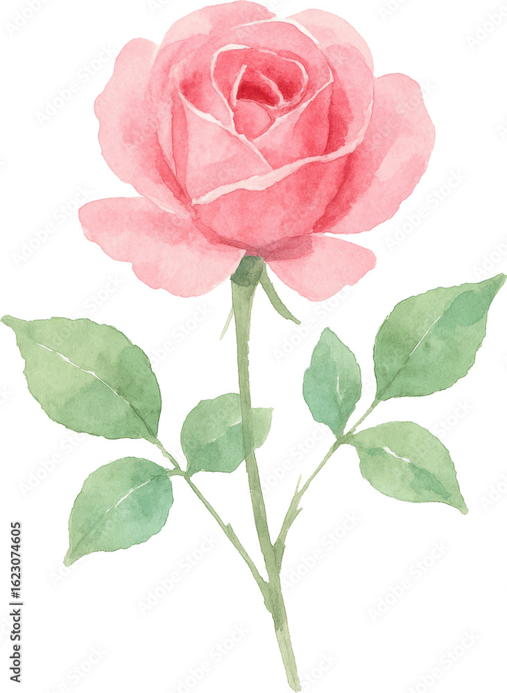 Obraz premium Watercolor pink rose with green leaves and stem on transparent background