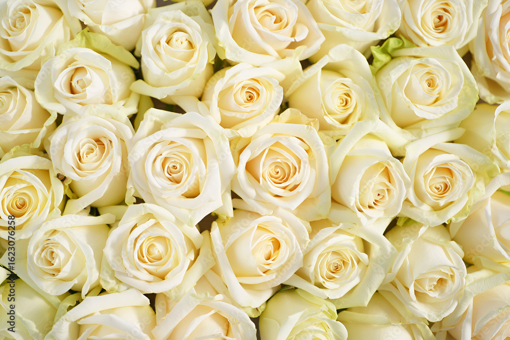 Obraz premium White roses as a backdrop texture background