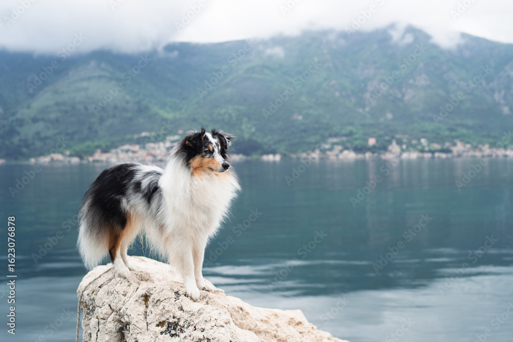 Obraz premium a dog at sea around a mountain