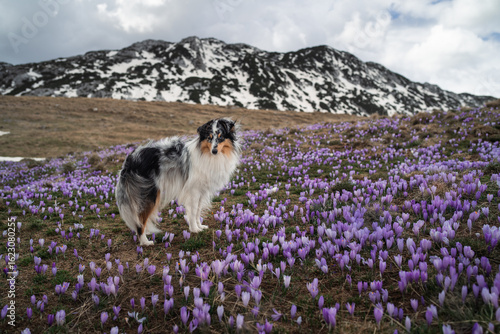 dog in purple flowers in the mountains
