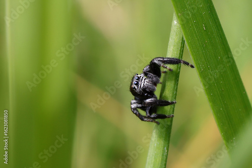 araignée sauteuse evarcha arcuata mâle