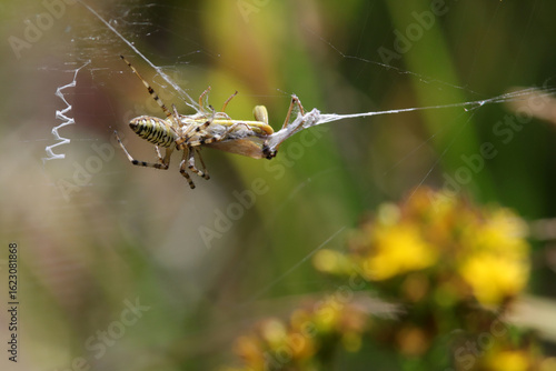 araignée petite argiope frelon dévorant un criquet