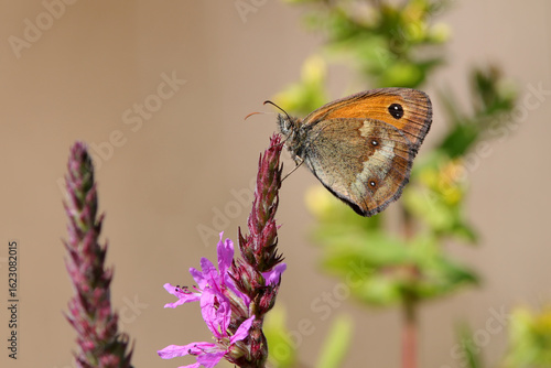 papillon amaryllis pyronia tithonus