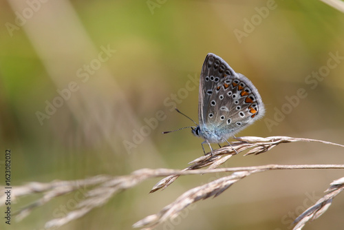 papillon rare azuré esparcette polyommatus thersite