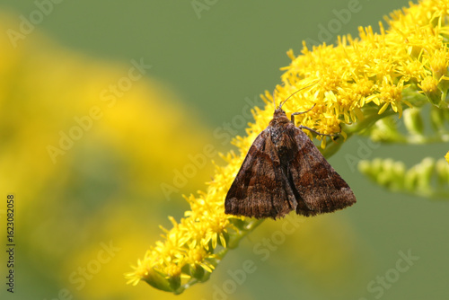 papillon doublure jaune Euclidia glyphica
