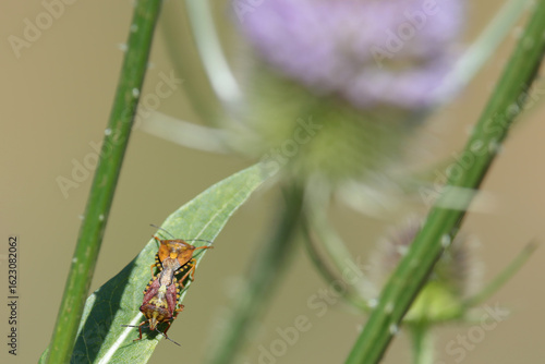 punaise à pattes-rouges carpocoris purpureipennis en reproduction