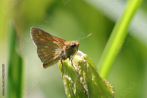 papillon sylvaine femelle