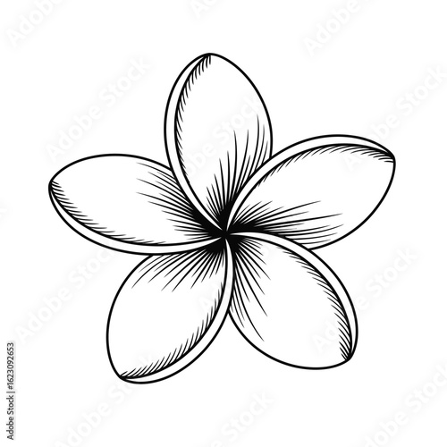 Hand drawn sketch of a single plumeria flower in black and white