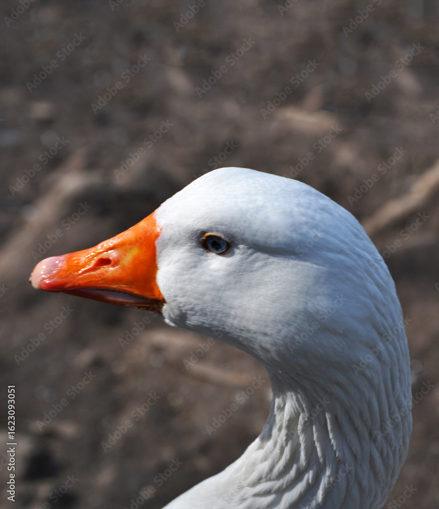 Portrait of a white goose head Portrait of a white goose head