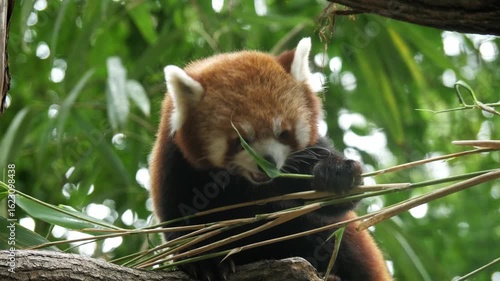 Red panda eating bamboo leaves peacefully