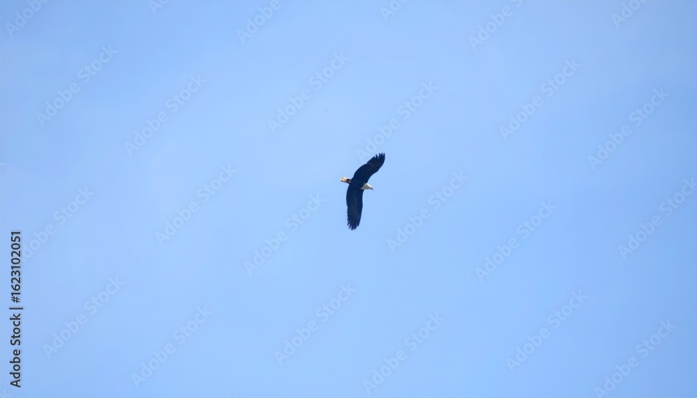 Bird soaring in a vast blue sky Bird soaring in a vast blue sky