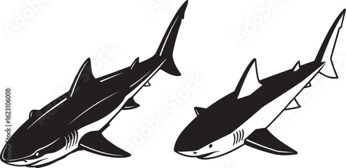 Two sharks isolated on white background, a dangerous marine predator
