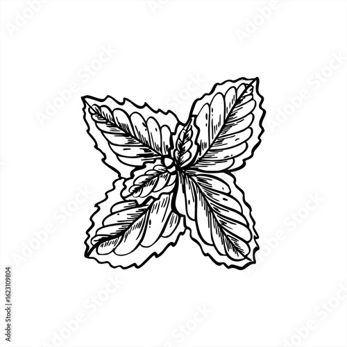 Fresh mint leaves top view monochrome vector illustration painted by black inks. Detailed black and white melissa branch sketch. Medical aromatic plant for herbal tea packaging, spa products