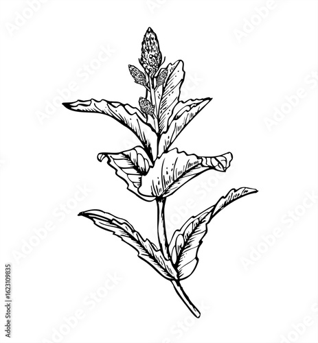 Flowering mint branch with leaves monochrome vector illustration. Aromatic melissa branch in blossom sketch painted by black inks. Seasoning herb line art for organic cosmetic design, beverage design