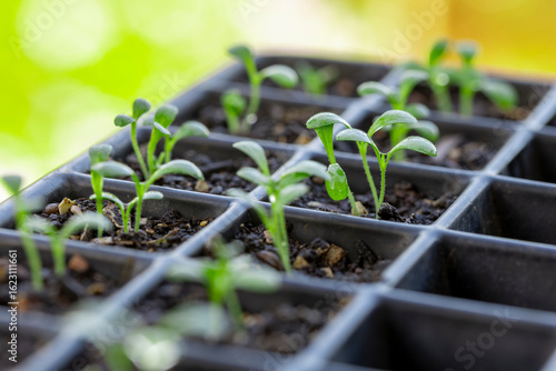 Young seedlings growing in a nursery tray in soft natural light