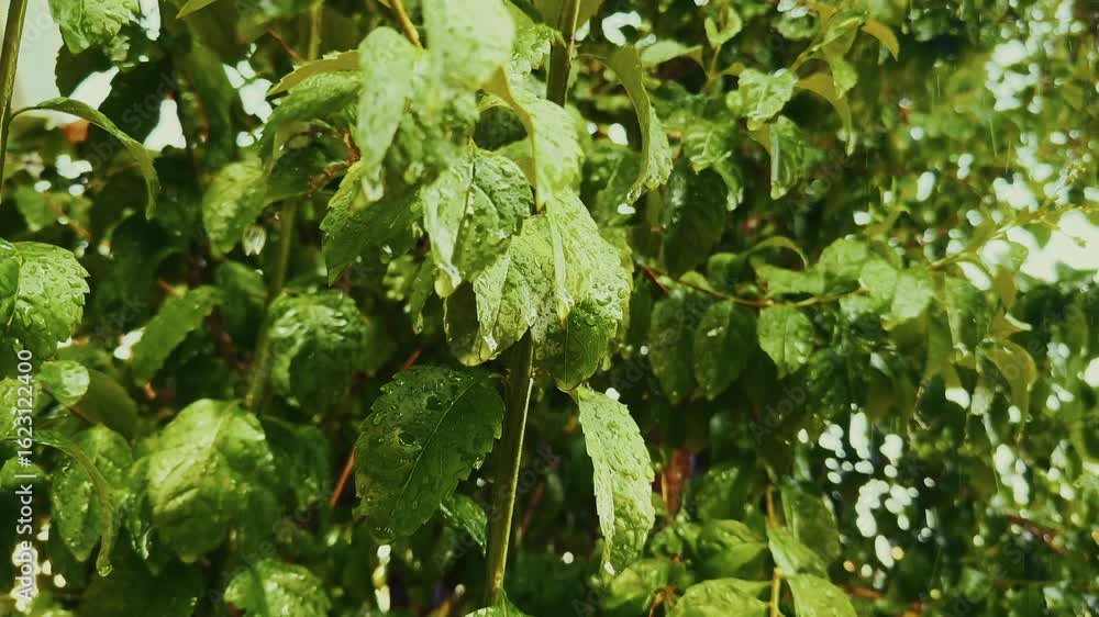 Green Plant Leaves Under the Rain Green Plant Leaves Under the Rain