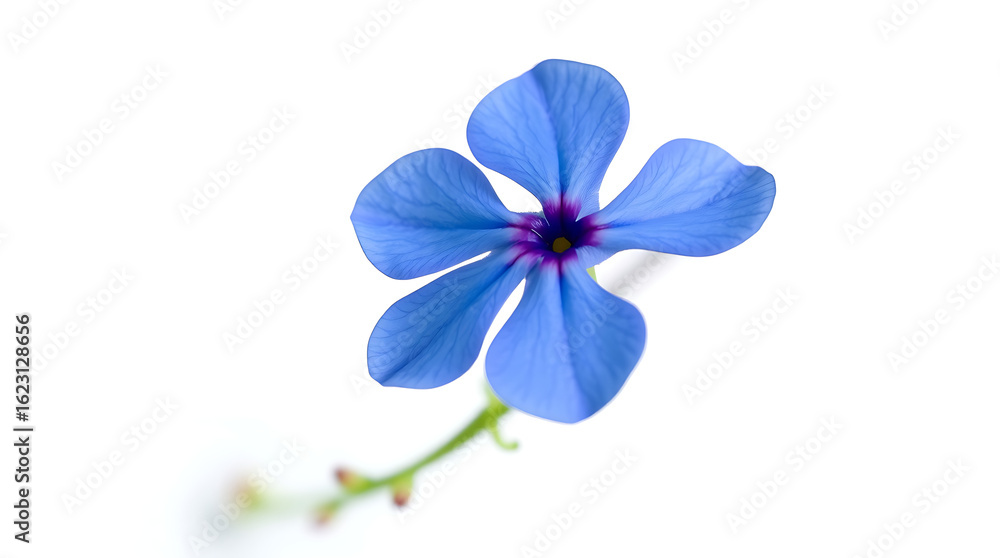 Fototapeta premium A captivating macro of a single blue forget-me-not blossom, isolated on white, reveals its delicate petals and vibrant beauty, embodying the essence of spring flora
