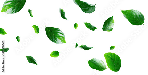 Wallpaper Mural Green leaves falling against a black background.  Fresh, vibrant leaves in various sizes and shapes, appear to be in motion Torontodigital.ca