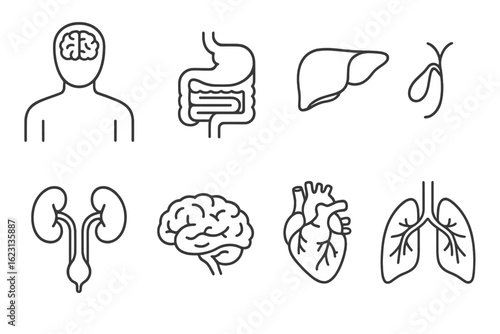 Healthcare line icon set. medical, anatomy, organs, health, hospital icons collection