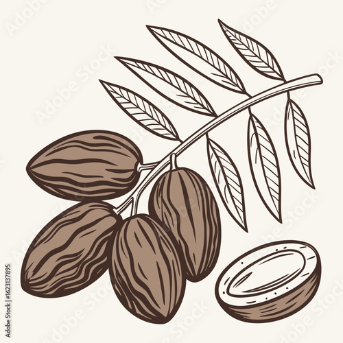 Hand drawn argan branch with argan nuts and leaves illustration