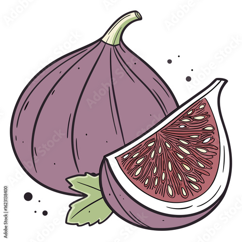 Hand drawn illustration of a fig and a fig slice with leaf