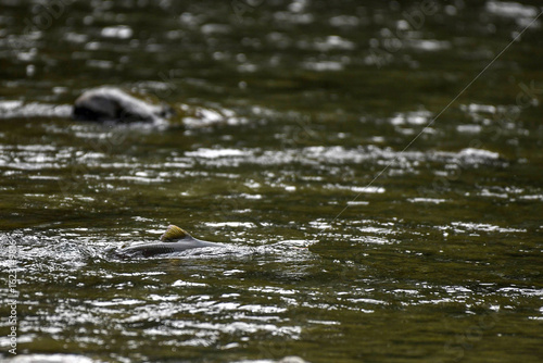 Close-up of a fish caught on a fishing line in a river, British Columbia, Canada
