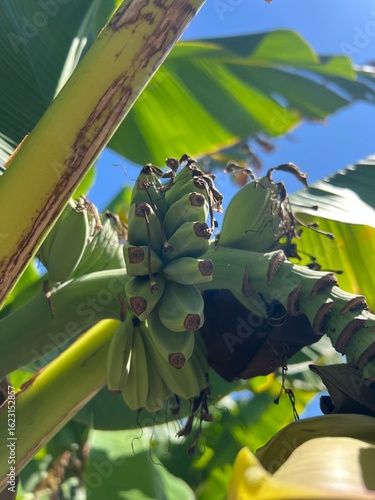 Banana Tree on Tropical Island. Young plant with small fruit. Green bananas