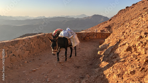 Donkey on Winding Trail in Desert at Sunrise