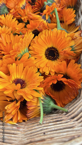 Close-up of calendula flowers in wicker basket