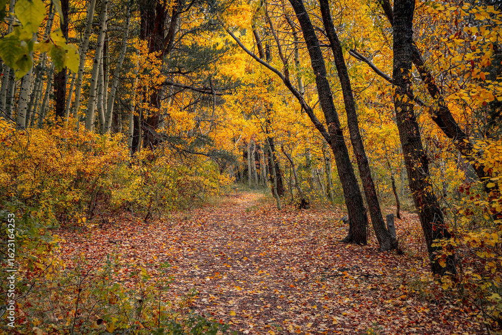 Eastern Sierra during the fall colors near mammoth lakes.autumn in the forest Eastern Sierra during the fall colors near mammoth lakes.autumn in the forest