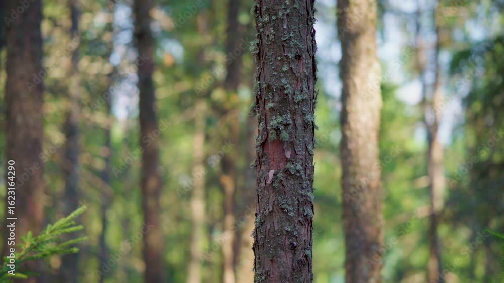 Soft-focus Norway spruce in forest Soft-focus Norway spruce in forest