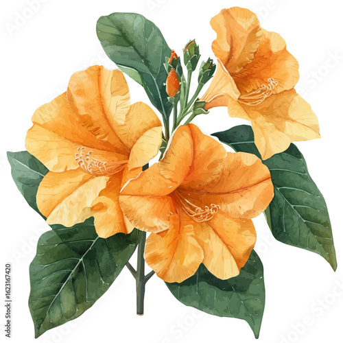 Trumpet Creeper Flower, watercolor drawing vector, isolated on a white background.