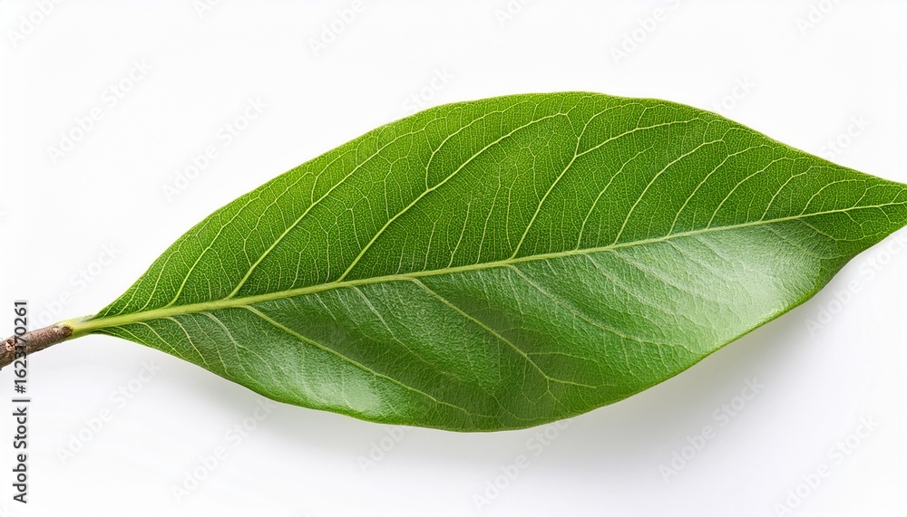 Obraz premium photo of a branch with green leaves on white background