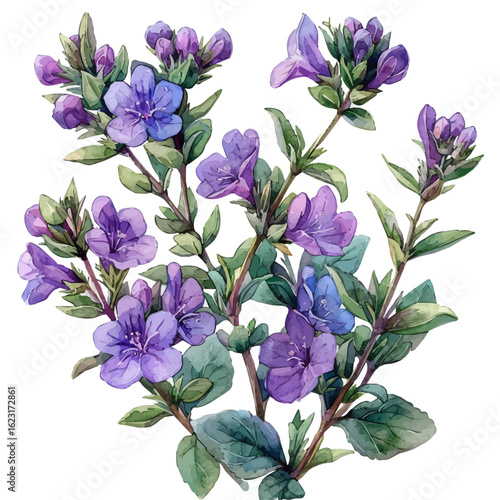 Thyme Flower, watercolor illustration vector, isolated on a white background.