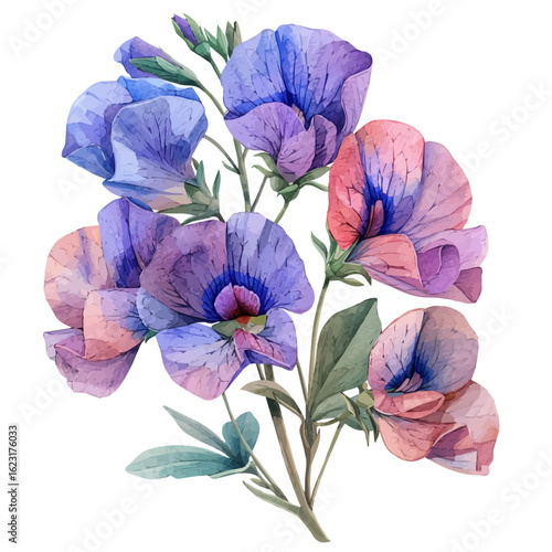 Sweet Pea Flower, watercolor painting vector, isolated on a white background.