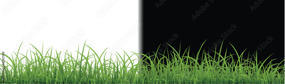 Fototapeta premium green grass background