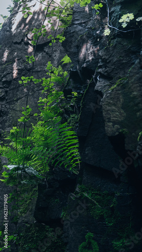 Fern and moss on dark rock, spring light spots and natural contrast.