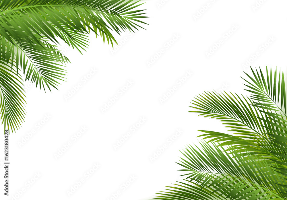 Fototapeta premium Palm Tree Branch Isolated White Background