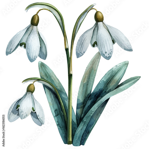 Snowdrop Flower, watercolor painting vector, isolated on a white background.