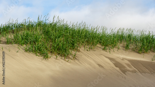 Wallpaper Mural Lush green grass grows on sandy dunes under a bright blue sky, creating a serene coastal landscape with natural textures and vibrant colors, evoking tranquility and beauty Torontodigital.ca