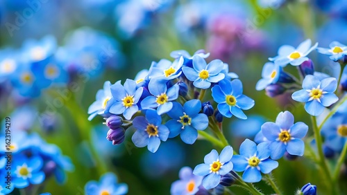 Forget Me Not Flowers with Empty Space
