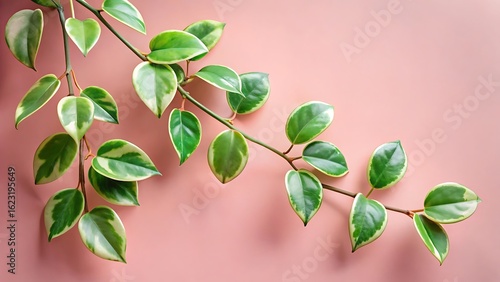 Hoya Leaves Trailing on Pastel Background